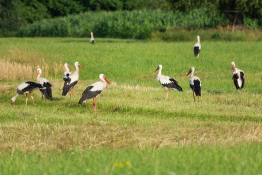 A group of storks on a meadow, summer day, eastern Poland