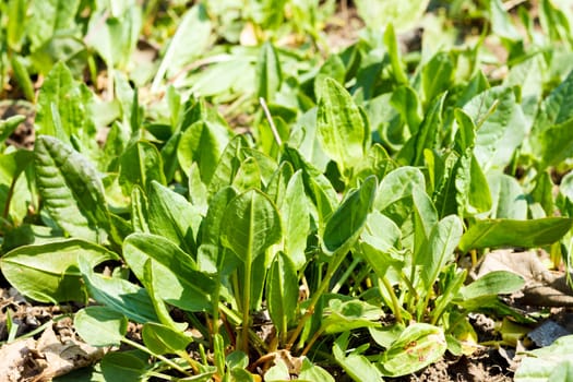 Green bay leaves in ground on bush nature background.