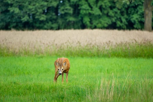 Roe deer male in the meadow, summer view