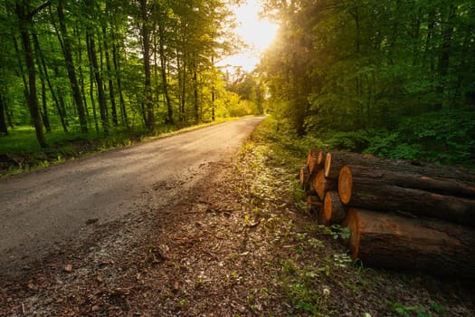 Pieces of trees by the road in the green forest