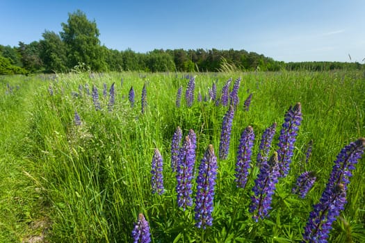 Blue lupine flowers growing on a green meadow, eastern Poland