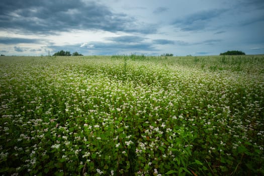 Buckwheat field and cloudy sky, summer view, eastern Poland