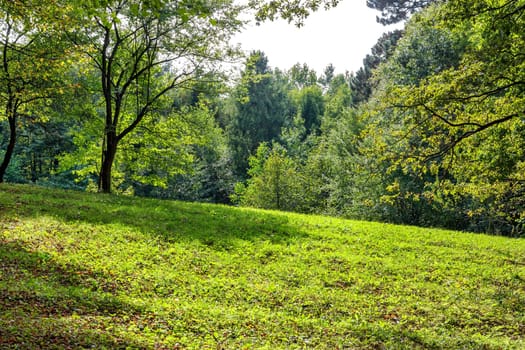 Green glade in the forest. Green forest walkway. Sunlight through trees. Trees background. Green forest background. Green forest in spring time.