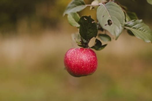 Big red delicious apple on a tree branch in the fruit garden at Fall Harvest. Autumn cloudy day, soft shadow.