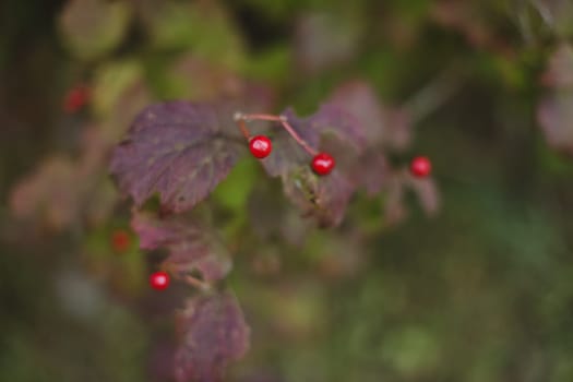 Branch with red berries viburnum on autumn background.