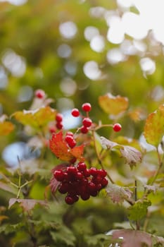 Branch with red berries viburnum on autumn background.