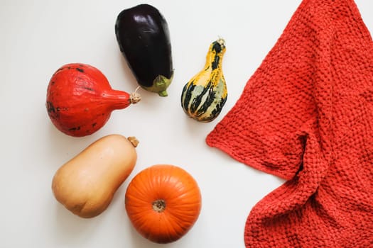 Colorful varieties of pumpkins and squashes. Autumn harvest. Color gradient background.