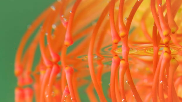 Close-up of stamens of flower under water. Stock footage. Exotic plant with bright stamens. Beautiful plant under water with bubbles.