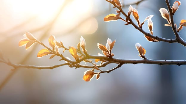 A tree branch in early spring with swollen buds, in the soft rays of the morning sun, AI generated.