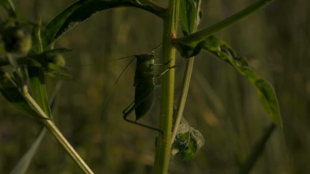 Close-up of grasshopper on grass. Creative. Big green grasshopper in grass. Locust or grasshopper in green grass. Macrocosm of summer meadow.