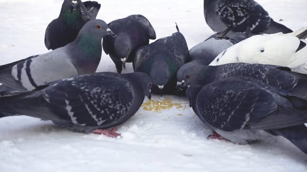Pigeons eating grain in snow. Media. Close-up of gray pigeons pecking scattered in row of cereals in snow on sunny frosty day.