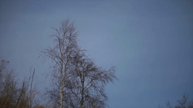 Bottom view of an autumn tree on evening blue cloudy sky background. Clip. Windy weather with tree branches swaying in the evening