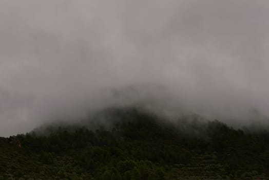 A captivating photo captures a pine forest on a hill, shrouded in thick fog that veils more than half of the hill's expanse, creating an enchanting frontal view.