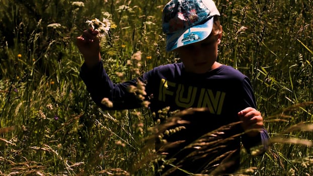 A boy in the field. Creative. A little boy in summer clothes and a cap who stands in a field with tall grass and collects daisies