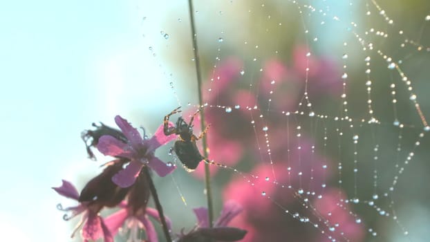 Spider on web with dew in summer meadow. Creative. Wild spider on web after rain in summer meadow. Sunny day in macro world of meadow.