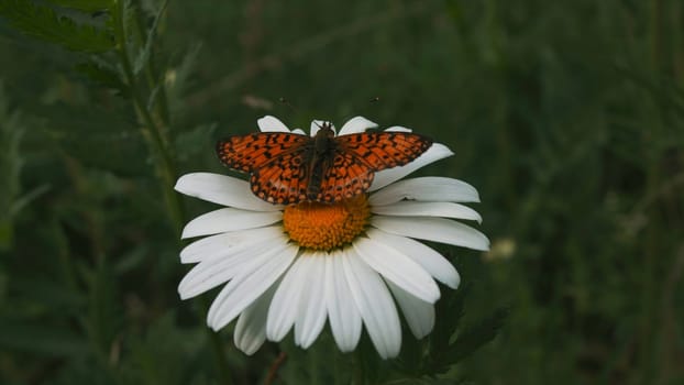 Beautiful butterfly sits on daisy. Creative. Bright spotted butterfly sits on flower. Beautiful big butterfly sits on chamomile. Beauty of macrocosm of summer meadow.