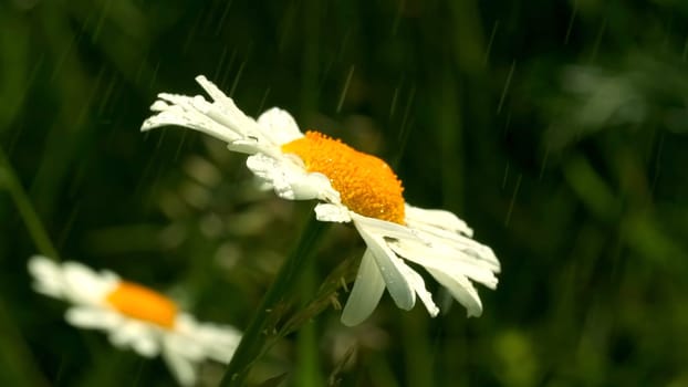 Beautiful daisies are watered on sunny summer day. Creative. Close-up of beautiful bright daisies in light summer rain with sunny day. Flora and macro world of summer meadow.