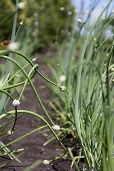Organically grown onions with bud on a stalk of plant