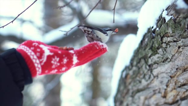 Close up for a small bird of nuthatch taking nut from a man hand in red mitten in winter forest. Cute bird eats nut on the palm in red, knitted mitten over blur trees background