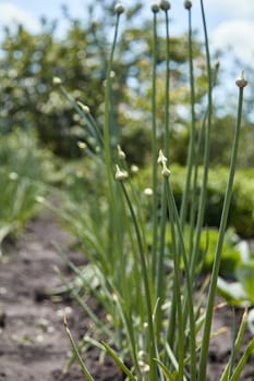 Organically grown onions with bud on a stalk of plant