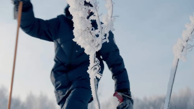 Boy walks with sticks in winter. Creative. Boy walks in winter with Scandinavian sticks. Winter sports walks on sunny day.
