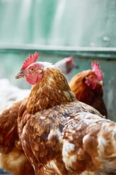 free range chicken in the summer sunny day