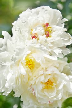 beautiful white pion in the garden in summer day