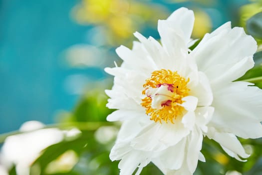 beautiful white pion in the garden in summer day