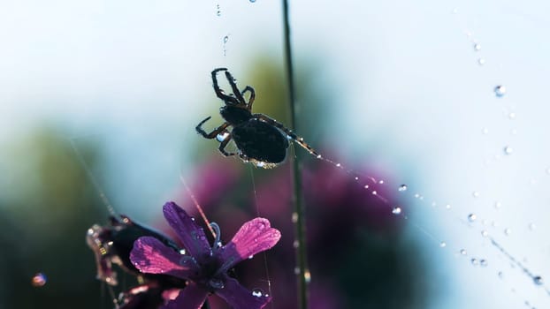A spider next to a web on which it rains .Creative. A beatiful spider weaving in the rain on a wonderful orchid.