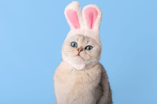 Funny white cat in hat with bunny ears isolated on blue background. Copy space