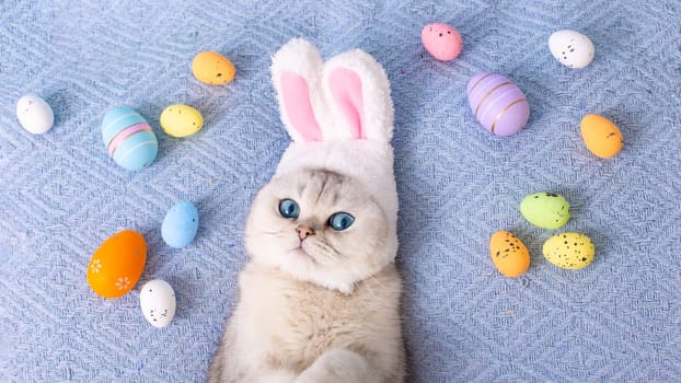 Cute white cat in hat with bunny ears lie on bed with colorful eggs on blue background. Top view. Copy space