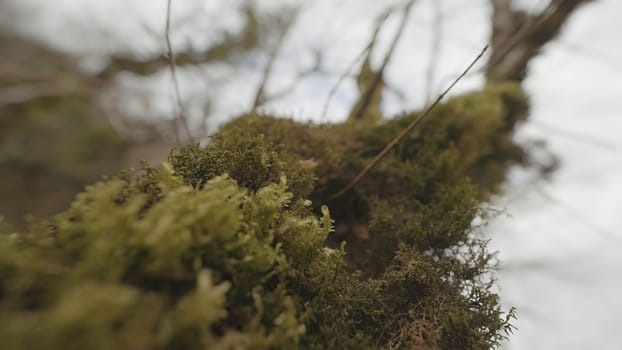 Close-up of green moss on tree. Action. Thick cover of moss on trunk of tree. Beautiful green moss on tree in summer forest.