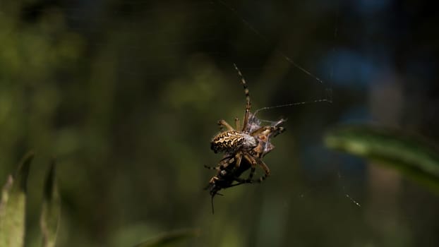 A spider weaves its prey into a cocoon on a blurred green background. Creative. Spider victim in a web in a summer field