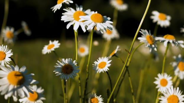 Daisies that bask in the sun.Creative. Bright small flowers with white petals that grow in a field with grass and reach for the sun. High quality FullHD footage