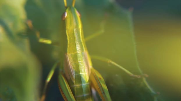 Insect Macro Play of light and shadow on grasshopper back. Insect Macro grasshopper back.