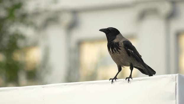 a crow is sitting on a Billboard and then flies away. Hooded Crow Flying in the Sky with Wings Spread 4K