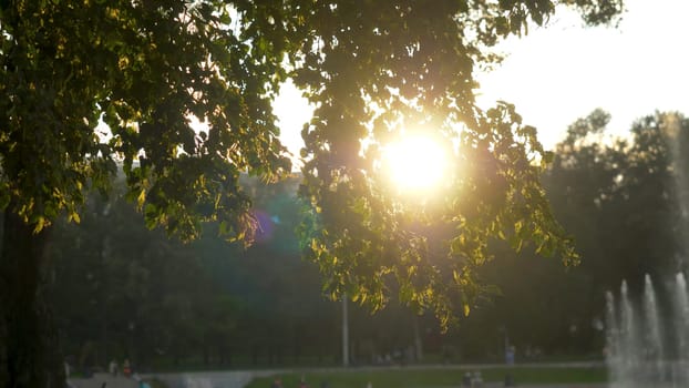 Green park at summer time in during sunset time.