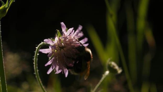 Bumblebee drinks nectar from young clover flowers. Creative. Close up of insect in the summer field on blurred background