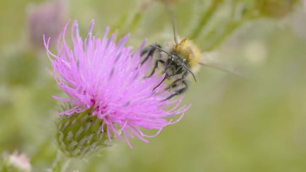 A bee collecting nectar from purple cosmos flower, macro.