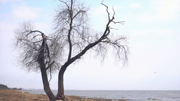 Lonely old tree by the sea. Footage. Lonely dry tree trunk on the beach near the sea on a depressing cloudy and rainy day.