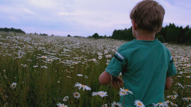 The boy runs through the meadow with flowers. CREATIVE. Rear view of a child running through a field of daisies. A child in blue clothes runs through the tall grass with daisies.