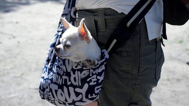 Little lovely dog in the dark blue bag of traveller, sunny day. Clip. Little white dog in travel bag. The concept of traveling with Pets.