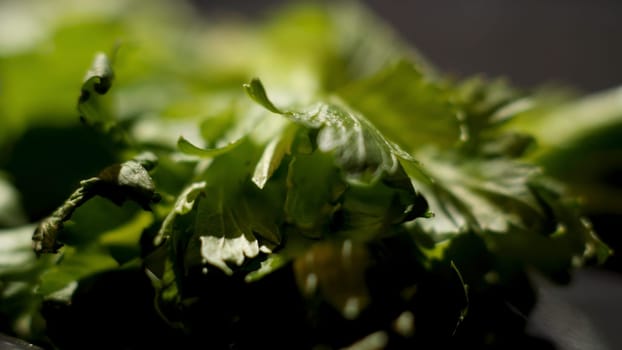 Close up of green parsley leaves begin to wither on black background, food concept. Greenery leaves lying on black surface.