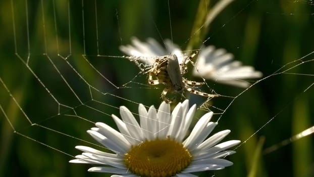 Close up of daisy flower with a spider and web on green field background. Creative. Defocused summer field, insect, and flowers