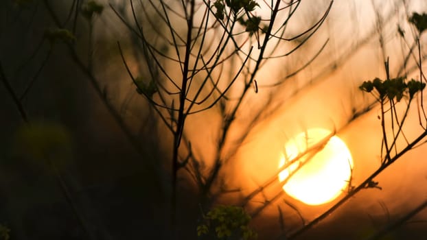 Silhouettes of dry plants against a sunset bright orange sky and the sun. Natural background with the grass and shining sun, summer vibes.