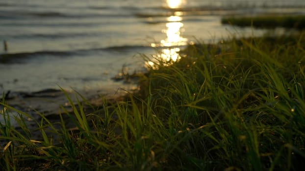 Close up of a river shore and green grass. Creative. Sun reflected in water surface