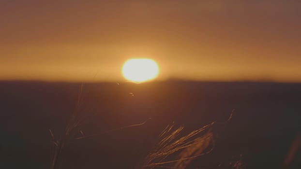 Grass in the wind at sunrise. Summer grass meadow of pleasant wind with bright sunlight sunny spring.