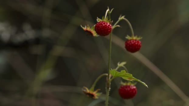 A small twig with a berry.Creative. Growing small strawberries on a green stalk on a green background. High quality 4k footage