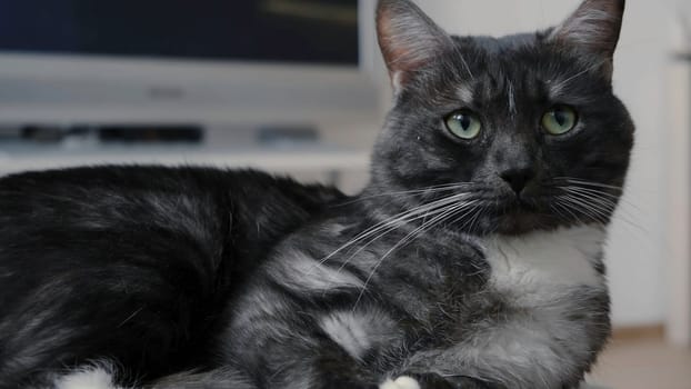 View at level of black and white domestic cat. Concept. Beautiful domestic cat of spotted black and white color lies on background of home comfort.