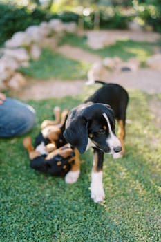 Large puppy stands on the green grass near the second puppy biting his paw. High quality photo